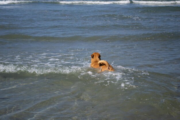 Pit bull shiba inu mix playing in the sand and swimming at dog beach