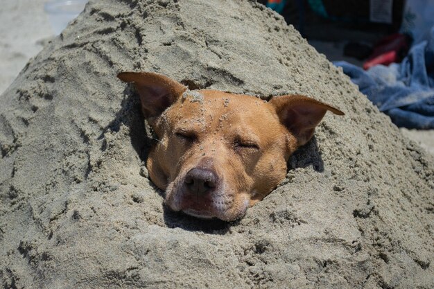 Pit bull shiba inu mix playing in the sand and swimming at dog beach