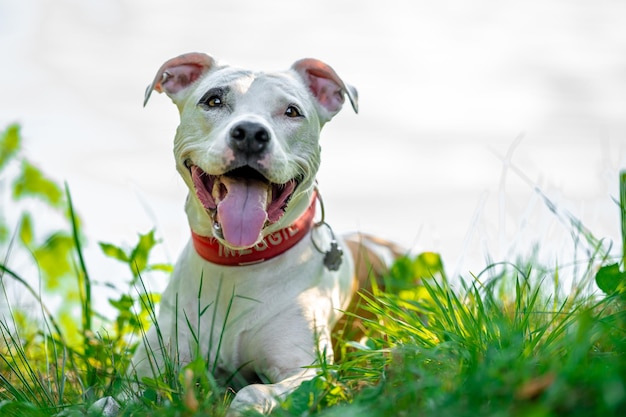 Pit bull terrier on the shore of the lake dog in nature at sunset