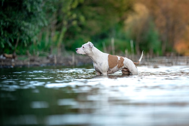 Pit bull terrier swims and plays in the water in the lake