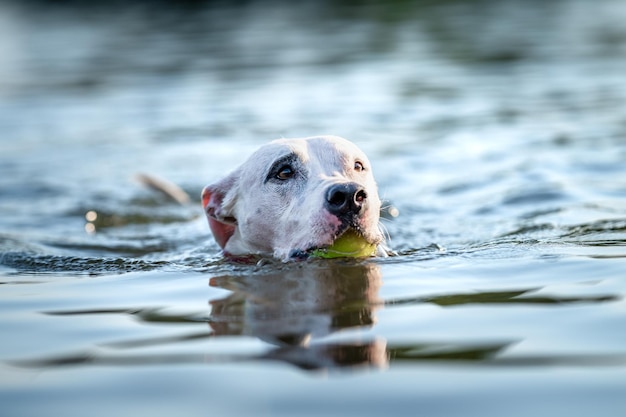 Pit bull terrier swims and plays in the water in the lake