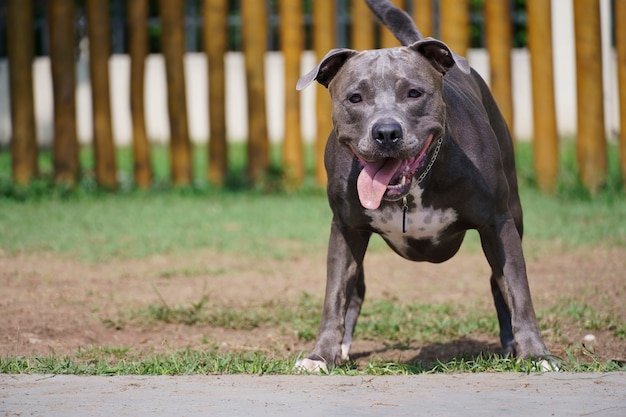 Pitbull dog in the park with grass, dirt and wooden railings. Pit bull looking concentrated. Sunny day.