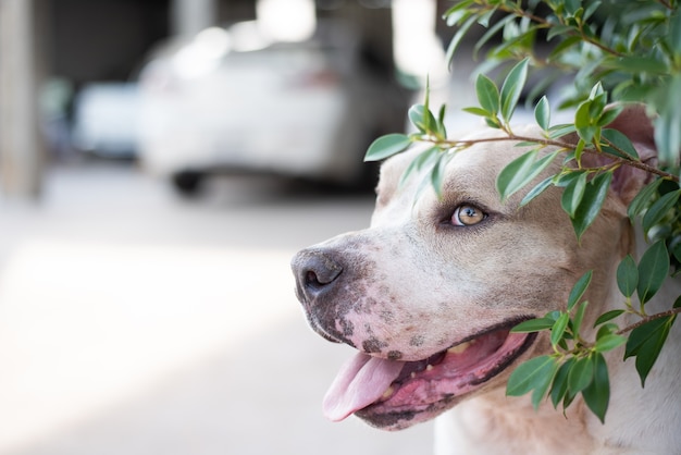 Pitbull Dog Sneak in the bush.