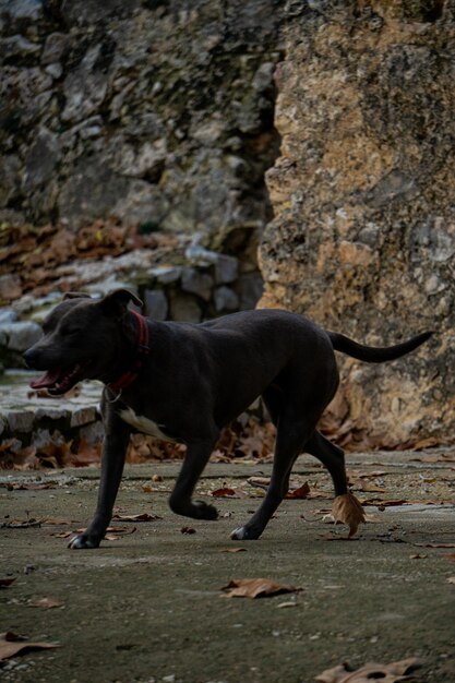 Pitbull walking through the field in autumn