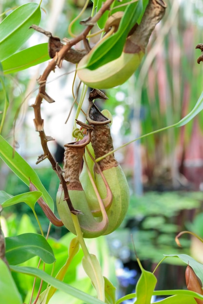 Pitcher plants carnivorous plant on a tree