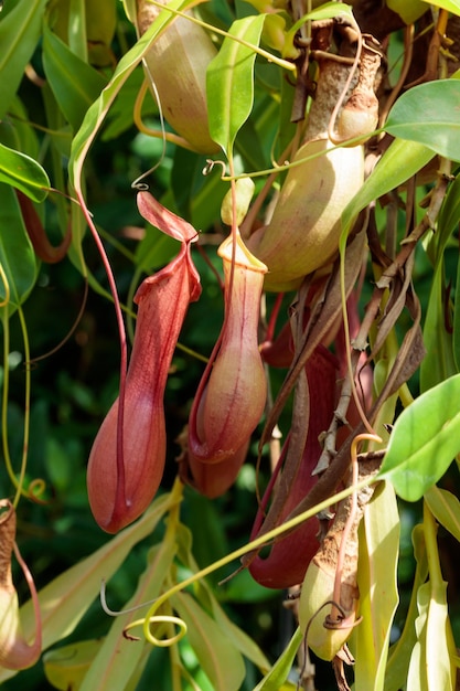 Pitcher plants carnivorous plant on a tree