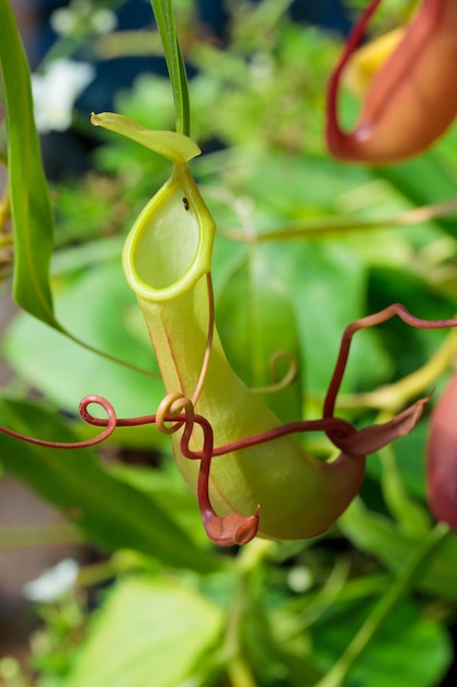 Pitcher plants carnivorous plant on a tree