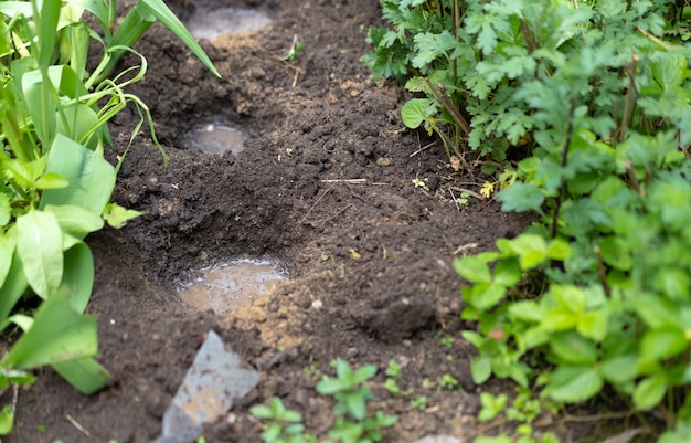 Pits in the garden for planting flowers