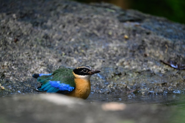 Pitta moluccensis bird is standing After swimming in the pond to cool off