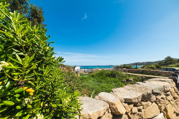 Pittosporum hedge by the sea