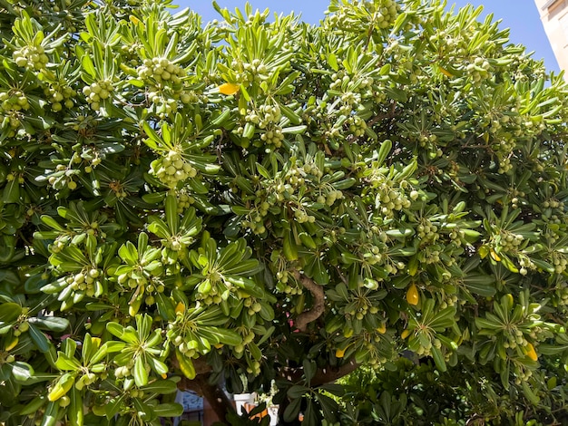 Pittosporum tobira is a species of sweetsmelling flowering plant.