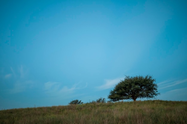 Plain landscape with the typical tree La Pampa Province Patagonia Argentina