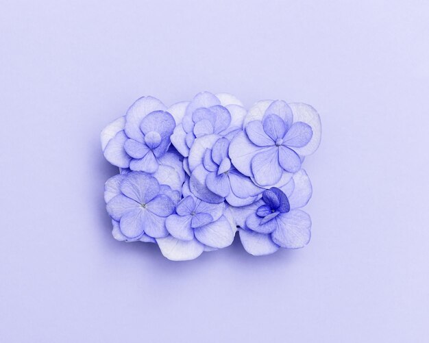 Plain natural Hydrangea flowers minimal floral style pastel purple blossom arrangement