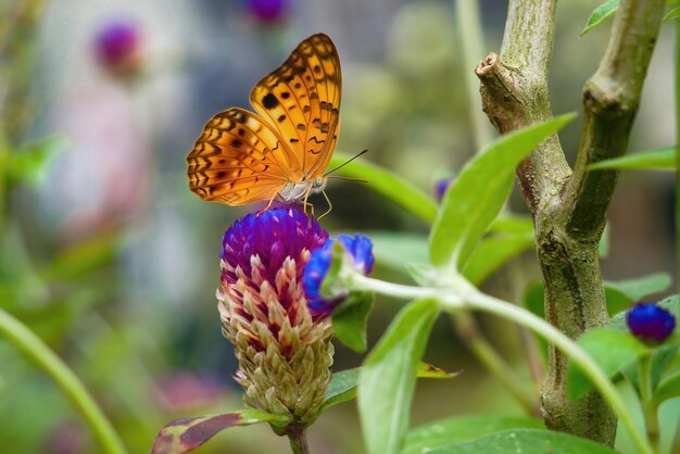 plain tiger butterfly close up macro premium photo