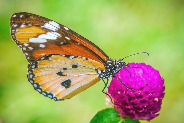 plain tiger butterfly close up macro premium photo