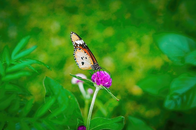 plain tiger butterfly close up macro premium photo