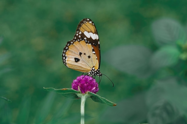 plain tiger butterfly close up macro premium photo