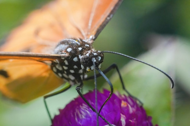 plain tiger butterfly close up macro premium photo