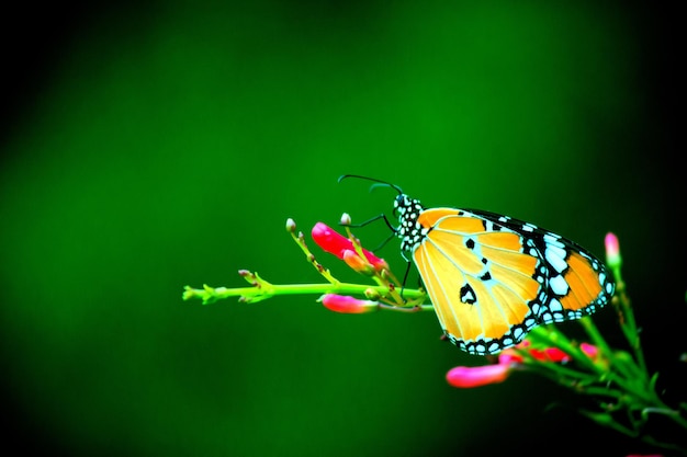 The Plain tiger butterfly on the flower plant