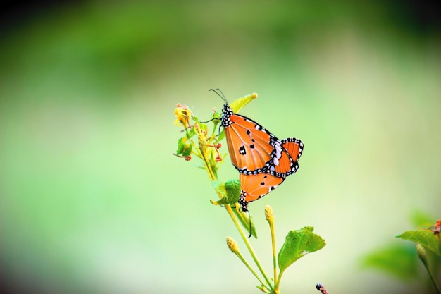 The Plain tiger butterfly on the flower plant