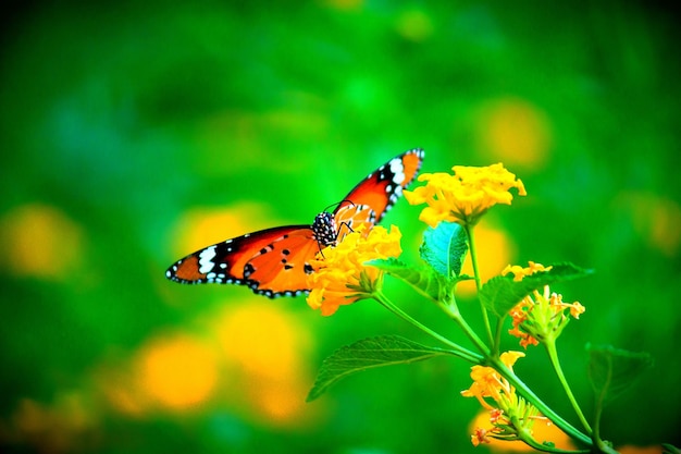 The Plain tiger butterfly on the flower plant