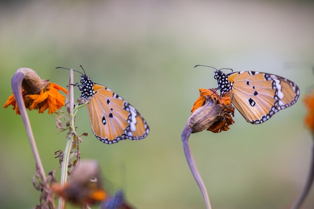 Plain Tiger Butterfly  on Flower