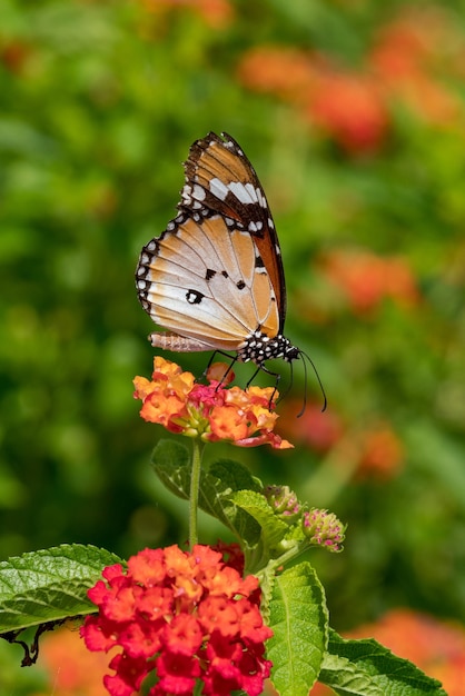 Plain Tiger butterfly resting on the plant