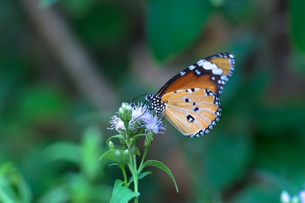 Plain Tiger Danaus chrysippus butterfly drinking nectar from the flower plants in its natural habit