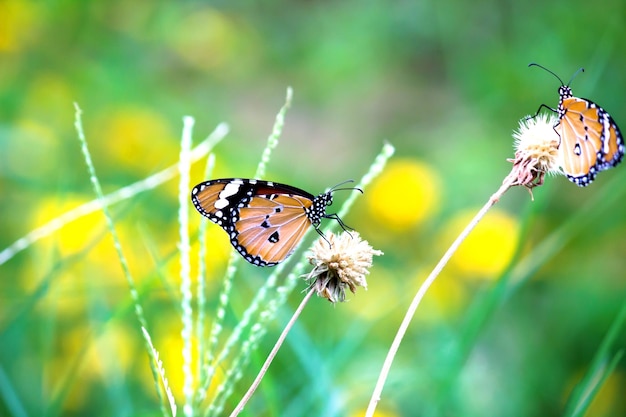 Plain Tiger Danaus chrysippus butterfly visiting flowers in nature during springtime