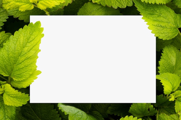 Plain white paper surrounded by green lemon balm leaves