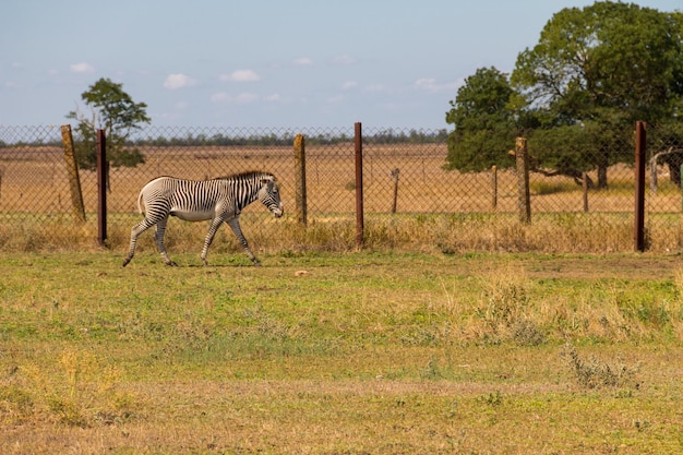 Plains zebra Equus quagga