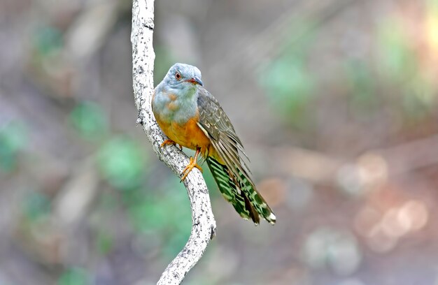 Plaintive Cuckoo Cacomantis merulinus Beautiful Male Birds of Thailand