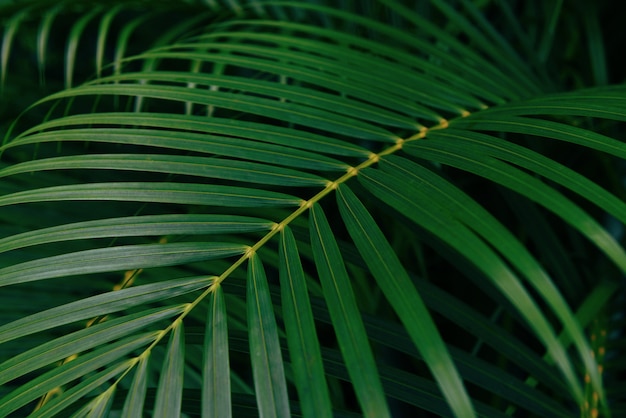 Plam leaves natural green Leaf beautiful in the tropical forest plant jungle