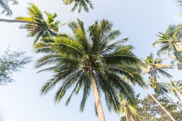 Photo plam tree with blue sky