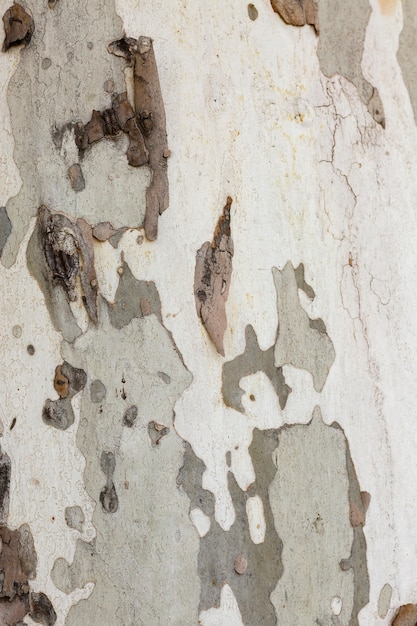 Plane tree trank texture in khaki colors