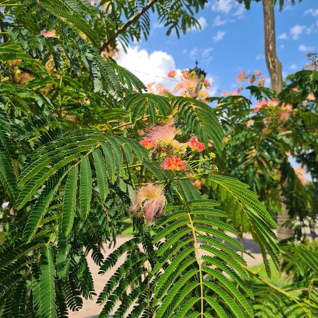 Plant Albizia Lankaran, silk acacia. Wood for gardens and parks. Tree for landscape design