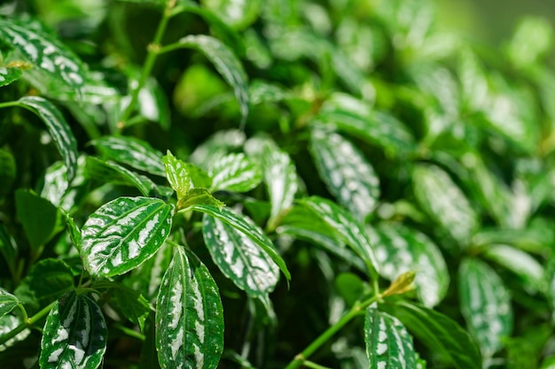 Plant background, green leaves of tropical plants, texture