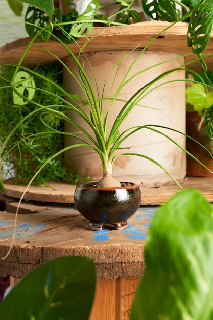 Plant in black pot decorative plant