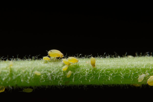 plant blackfly close-up pisum ladybug aphid