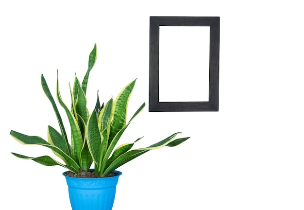 Plant in blue pot and white picture hanging on the wall Png file