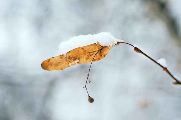 Plant branch under the snow natural vintage winter background macro image