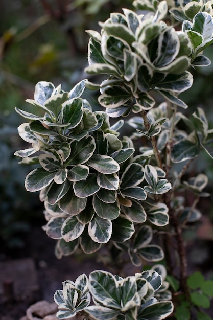 Plant, branches with green leaves