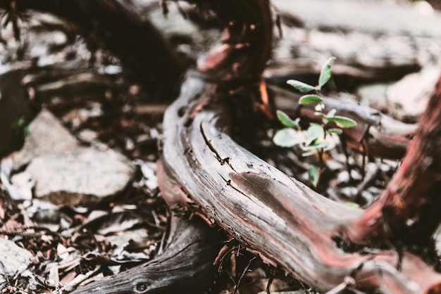 A plant called Mexican manzanita (Arctostaphylos pungens) in the ground. 