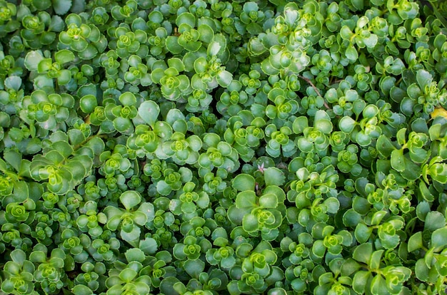 A plant called Saxifrage is green in color on a clear sunny day