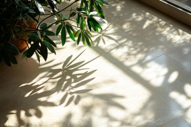 A Plant Casts a Shadow on a Tile Floor in Sunlight