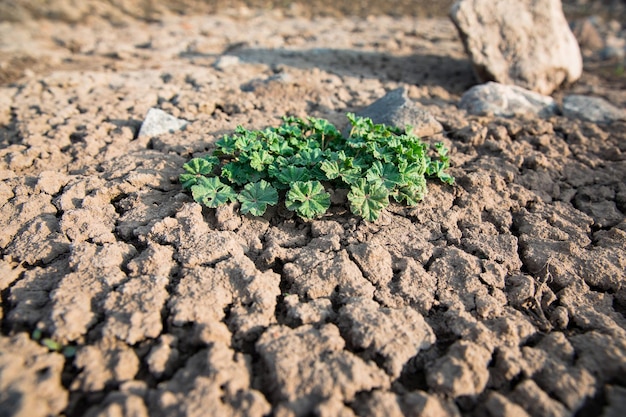 Plant in clay ground