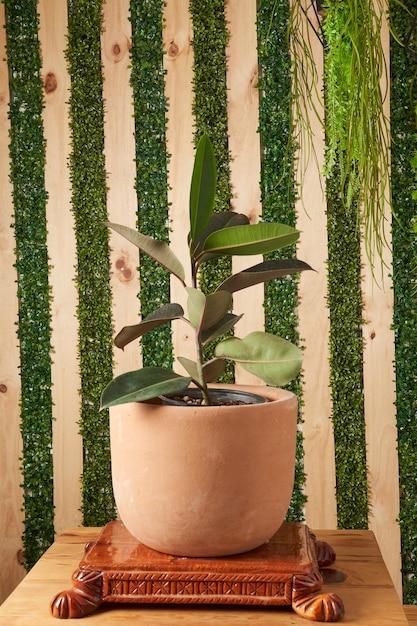 Plant in clay pots on wooden table