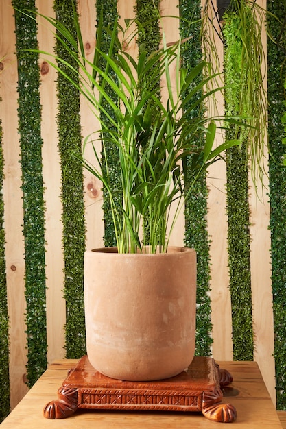 Plant in clay pots on wooden table