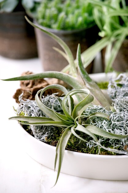 Photo plant composition with tillandsia air, moss and different succulent plants eonium, cactus in ceramic pots standing on white marble table.