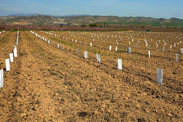 Plant emerging from paper in field under open sky